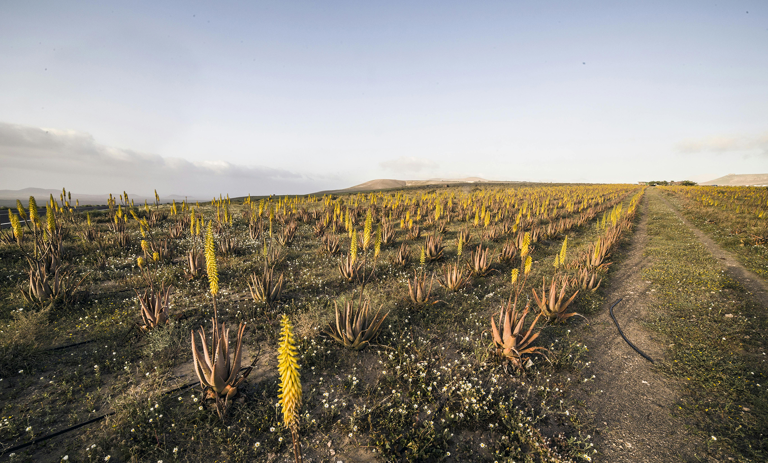 Cultivo de aloe vera en flor en Lanzarote al atardecer. Hileras de plantas con tallos florales amarillos se extienden a lo largo de un camino de tierra, con colinas volcánicas y cielo despejado al fondo.