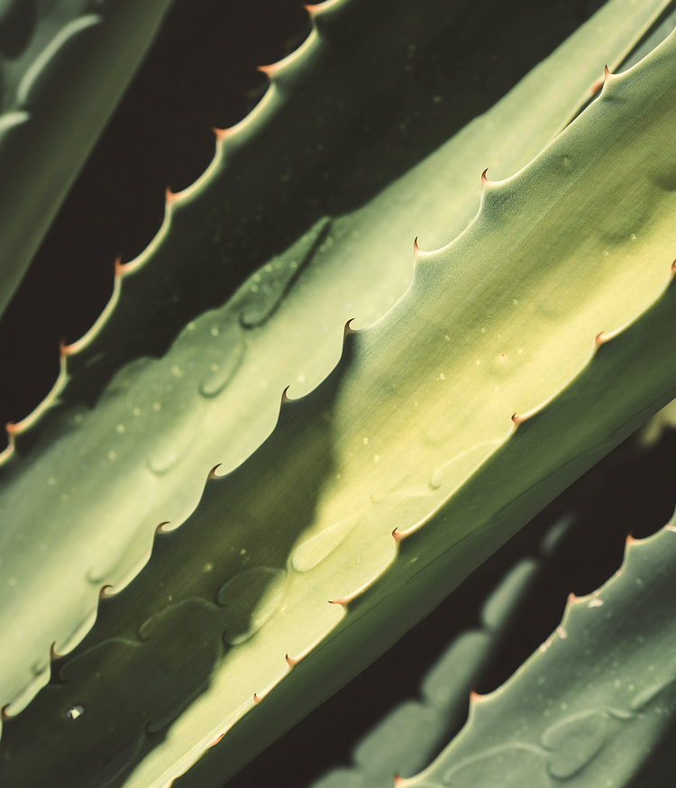 Primer plano de hojas de aloe vera con gotas de agua. Se aprecian los bordes dentados con espinas rojizas y la superficie carnosa en tonos verde y amarillo pálido.