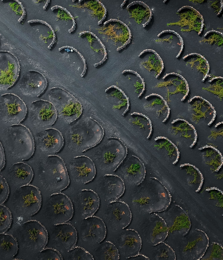 Vista aérea cenital de los viñedos de La Geria, Lanzarote. Las cepas crecen protegidas por muros de piedra volcánica en forma de media luna sobre suelo negro de lapilli, creando un patrón geométrico repetido a lo largo del paisaje.