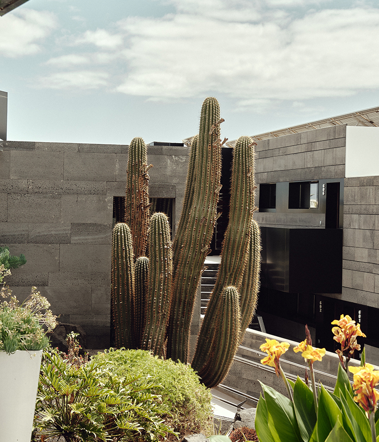Jardín de un complejo residencial contemporáneo con fachadas de piedra volcánica gris. En el centro, varios cactus columnares de gran altura. A los lados, vegetación baja, arbustos y flores naranjas. Escalera y puertas negras al fondo bajo un cielo nublado.